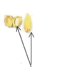 Image result for Balanites pedicellaris