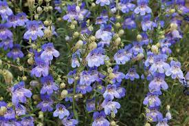 Check spelling or type a new query. 22 Purple Flowers For Gardens Perennials Annuals With Purple Blossoms