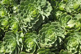 Image result for Crassulaceae