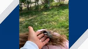 Check spelling or type a new query. Baby Bird Lands In Young Girl S Hair Video Abc News