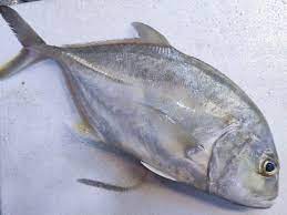 Check spelling or type a new query. Ikan Putih