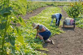 Starting Your Small Farm From Scratch