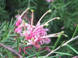 Image result for Grevillea