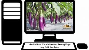 Untuk media tanaman menggunakan pot yang agak besar dengan kandungan tanah yang cukup nutrisi juga. Perhatikan 5 Cara Menanam Terong Ungu Yang Baik Dan Benar