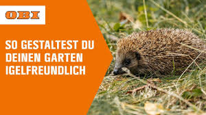 Bei fliesen igel finden sie fliesen in allen farben und formen. Igel Im Garten Tipps Tricks Fur Einen Igelfreundlichen Garten Obi Youtube