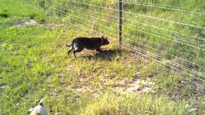 You can do it yourself or call a company that specializes in hidden electric fences. Training Problems With Electric Dog Fence Guide 2020