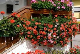 Balkon Ve Bahce Cicekleri Home Facebook