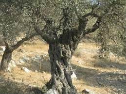 Ancient Olive Tree Israel Olive Tree Arbequina Olive Tree Olive Trees For Sale