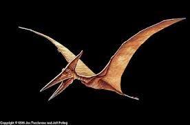 Image Result For Pterodactyl Dinosaur Pictures Dinosaur Images Weird Creatures