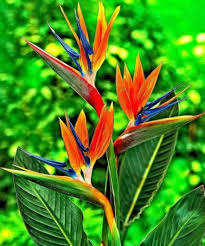 Image result for Strelitziaceae