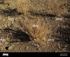 Image result for Thamnosma rhodesica