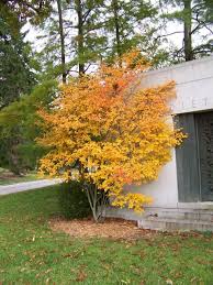 Image result for Amelanchier laevis