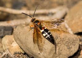 How do you get rid of cicada killer wasps? Cicada Killer Arrow Pest Service Panama City Fl Arrow Pest Service