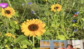 I just wanted to give something back': Over €12,000 raised in inspiring  flower fundraiser by Kildare woman
