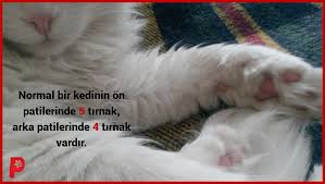 Kedilerde Patiler Uzerine Kedi Kedisever Patisever Kedipatisi Kedimanyaklari Patiaski Kedi Ve Kedi Kopek