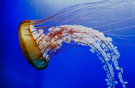 Despite its appearance, the portuguese man o' war is neither a jellyfish nor a single animal. What To Do If You Are Stung By A Portuguese Man Of War Or Other Jellyfish Virgin Islands Free Press Man Of War Jellyfish Portuguese Man O War