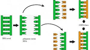 Jepang merupakan negara pertama yang mengembangkan makanan fungsional serta membuat peraturan dan prosedur registrasi terhadap foods for specified health use (foshu). Sintesis Protein Pengertian Dan Prosesnya Dosenbiologi Com