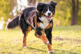 Our dogs are breed for temperament and markings of championship berners. 8 Things To Know About The Bernese Mountain Dog