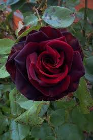 This flower looks very appealing with deep red velvety petals. Rose Rosa Black Magic In The Roses Database Garden Org