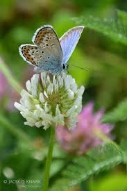 Sign In Stillleben Schmetterling Garten