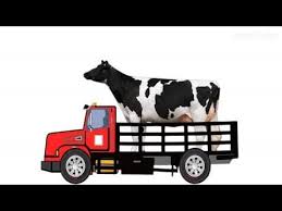 Sapi adalah hewan yang memiliki simbol. Pin Di Suela