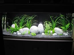 Image Result For Salt And Pepper Sand In Axolotl Tank Fish Tank Themes Goldfish Tank Tropical Fish Tanks