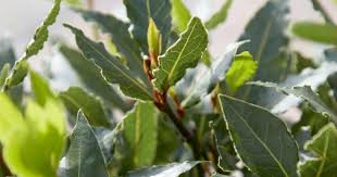 Lorbeer Immergruner Turwachter Lorbeerbaum Vorgarten Pflanzen Pflanzen