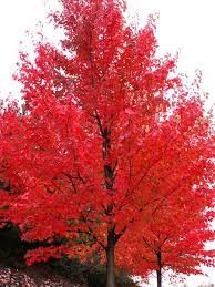 Autumn Blaze Red Maple Tree Red Maple Tree Fast Growing Shade Trees Shade Trees