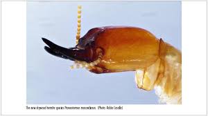 Image result for Cadaba termitaria