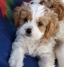 3 girls and 1 boy are looking for a forever home into a loving family. Cavapoo Cavalier King Charles Spaniel Poodle Mix Puppy Poodle Mix Puppies Cute Dogs Puppies