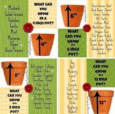 Small basil plants can also survive for a while in 3 in (7.6 cm) pots, but be prepared to transfer them to something bigger if they outgrow those ones. Plan Out Where You Will Plant Certain Vegetables In Your Garden Before Planting Cont Container Herb Garden Herb Containers Container Gardening Vegetables