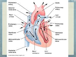 The major nerves and veins start in your neck and run the length of your arms, often into your hands. How To Memorize The Major Arteries And Veins