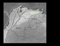 Image result for Rhytachne subgibbosa