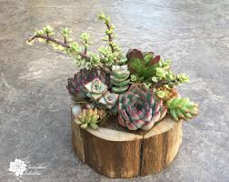 The trends for succulents is constantly changing. Close Planting Succulent Arrangement The Succulent Eclectic