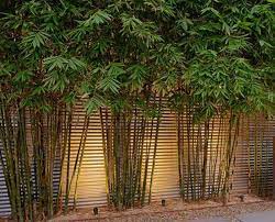 Secondly, there are also live bamboo plants that bring life to the corner of the garden. 10 Bamboo Landscaping Suggestions Courtyard Gardens Design Small Courtyard Gardens Bamboo Landscape