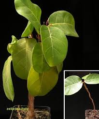 Image result for Ficus trichopoda