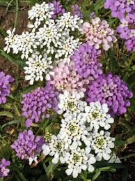 Wild candytuft (iberis amara) at marshall wood. Annual Candytuft Iberis Umbellata Applewood Seed Company
