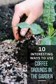 10 Interesting Ways To Use Coffee Grounds In The Garden Uses For Coffee Grounds Coffee Grounds Garden Coffee Grounds For Plants