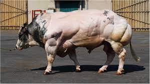 Mr juan pont costa casa cal font 08517 sagas japan assocation belgian blue contact : Muscular Development Of A Typical Sire From The Modern Belgian Blue Download Scientific Diagram