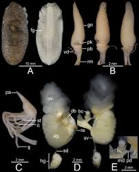 Image result for Isoglossa vulcanicola