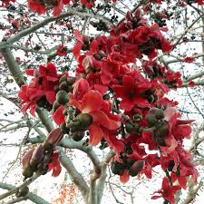 Image result for Bombax