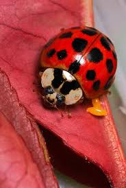 Are Black And Red Ladybugs Poisonous Ladybug Animals Beautiful Ladybug Bugs And Insects