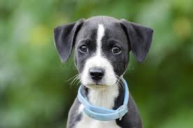 Black And White Pointer Dog Pointer Hound Mixed Breed Puppy Dog With Flea Collar Male Black And White Point Sponsored Puppy Dog Mixed Breed Puppies Mixed Breed Dogs And Puppies