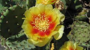 Austrocylindropuntia subulata is a cactus native to the peruvian andes, regarded as invasive in south africa, east africa, australia and more recently in europe. Eastern Prickly Pear