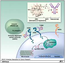 The her2 protein in some breast and stomach cancers makes the cancer cells grow and divide. Profiling And Targeting Her2 Positive Breast Cancer Using Trastuzumab Pgpm