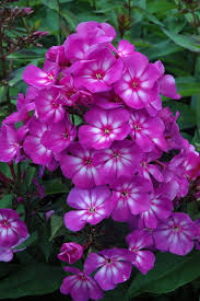 Grape Lollipop Phlox White Flower Farm Beautiful Flowers Plants