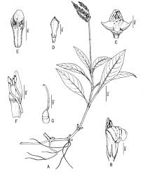 Image result for Justicia nyassana