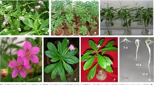 Image result for Talinum portulacifolium