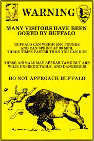 What is the average weight of a bison? Before A Bison Charges Mary Donahue