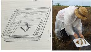 Image result for Syngonanthus welwitschii